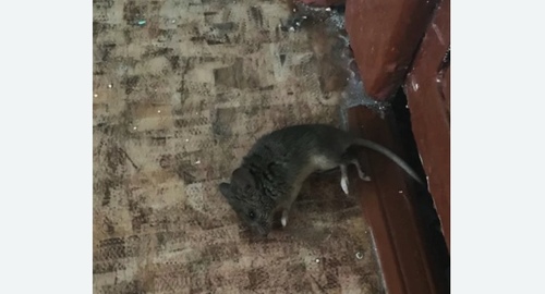 Дезинфекция от мышей в Городовиковске