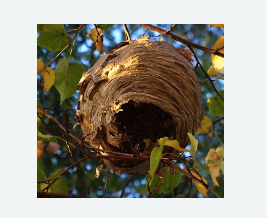 Обработка от шершней в Городовиковске