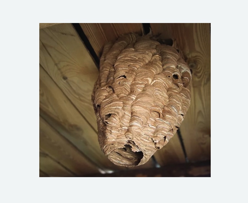 обработка от шершней в Городовиковске