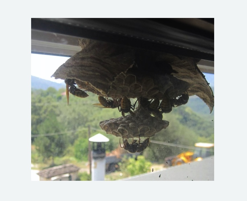 Уничтожение гнёзд шершней в Городовиковске