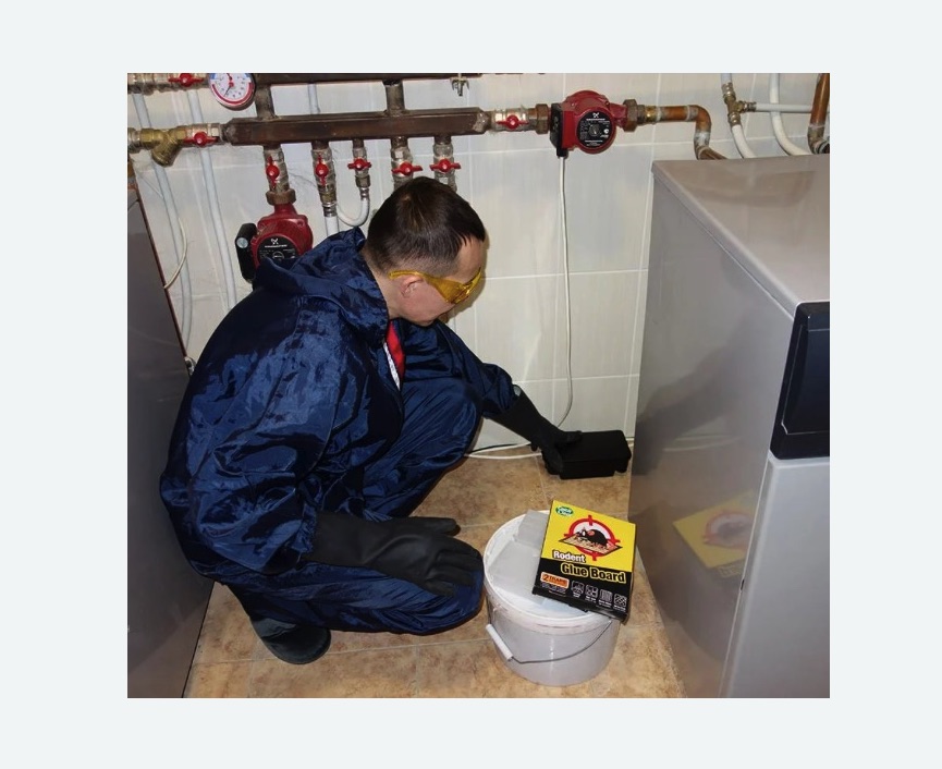 Уничтожение крыс в Городовиковске