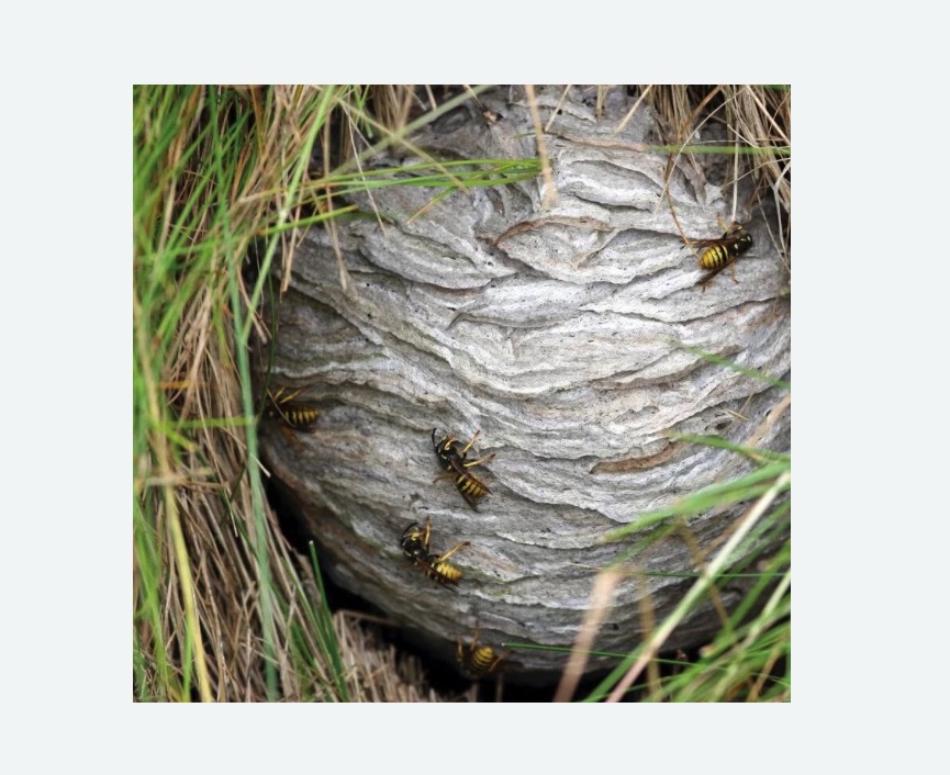 Уничтожение ос и ульев в Городовиковске